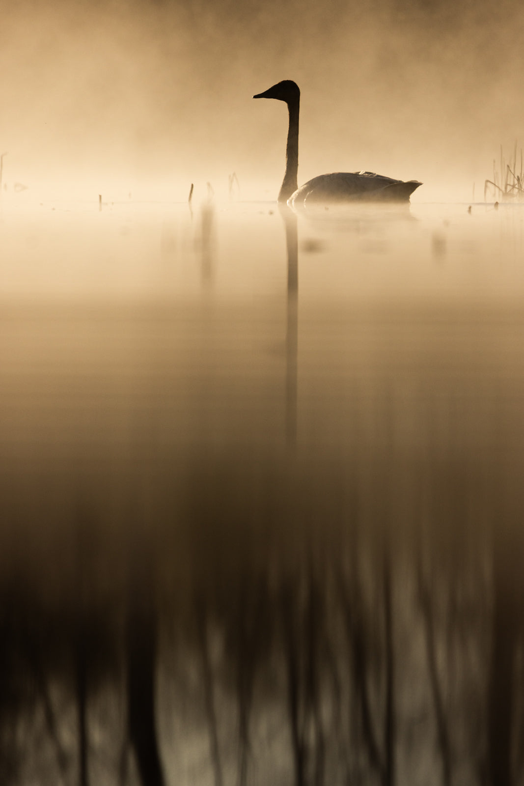 Cygne 036