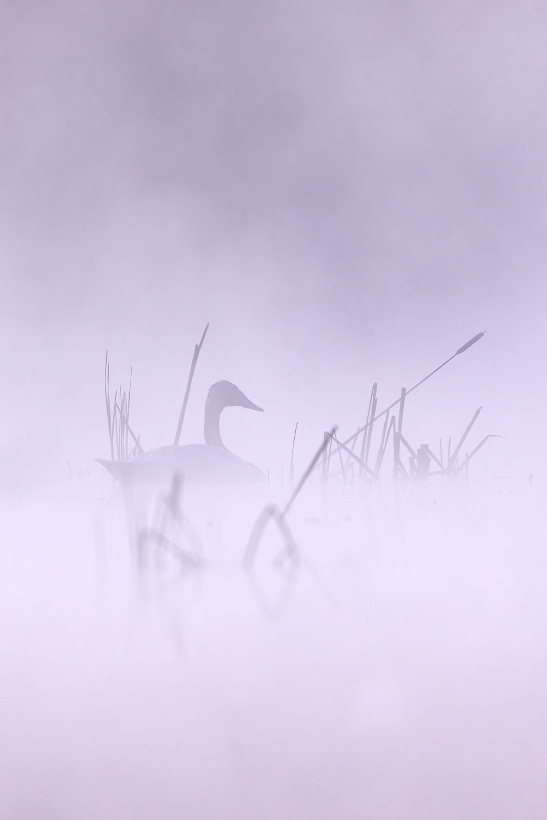 Cygne 037