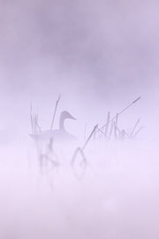 Cygne 037