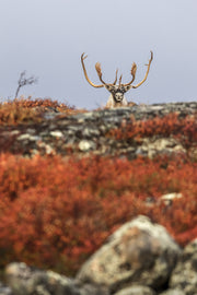 Migratory Caribou - Fall 001