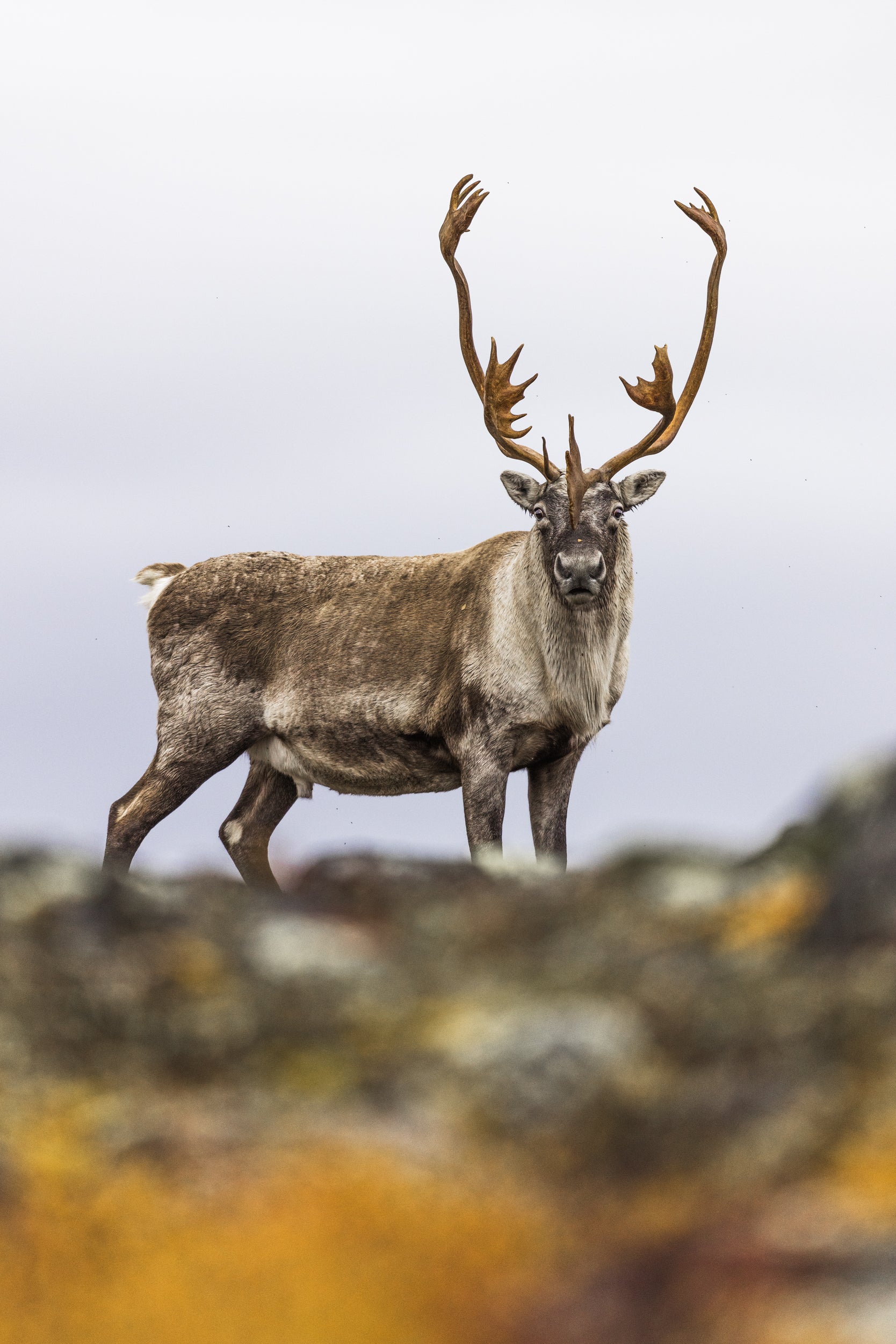 Migratory Caribou - Fall 105