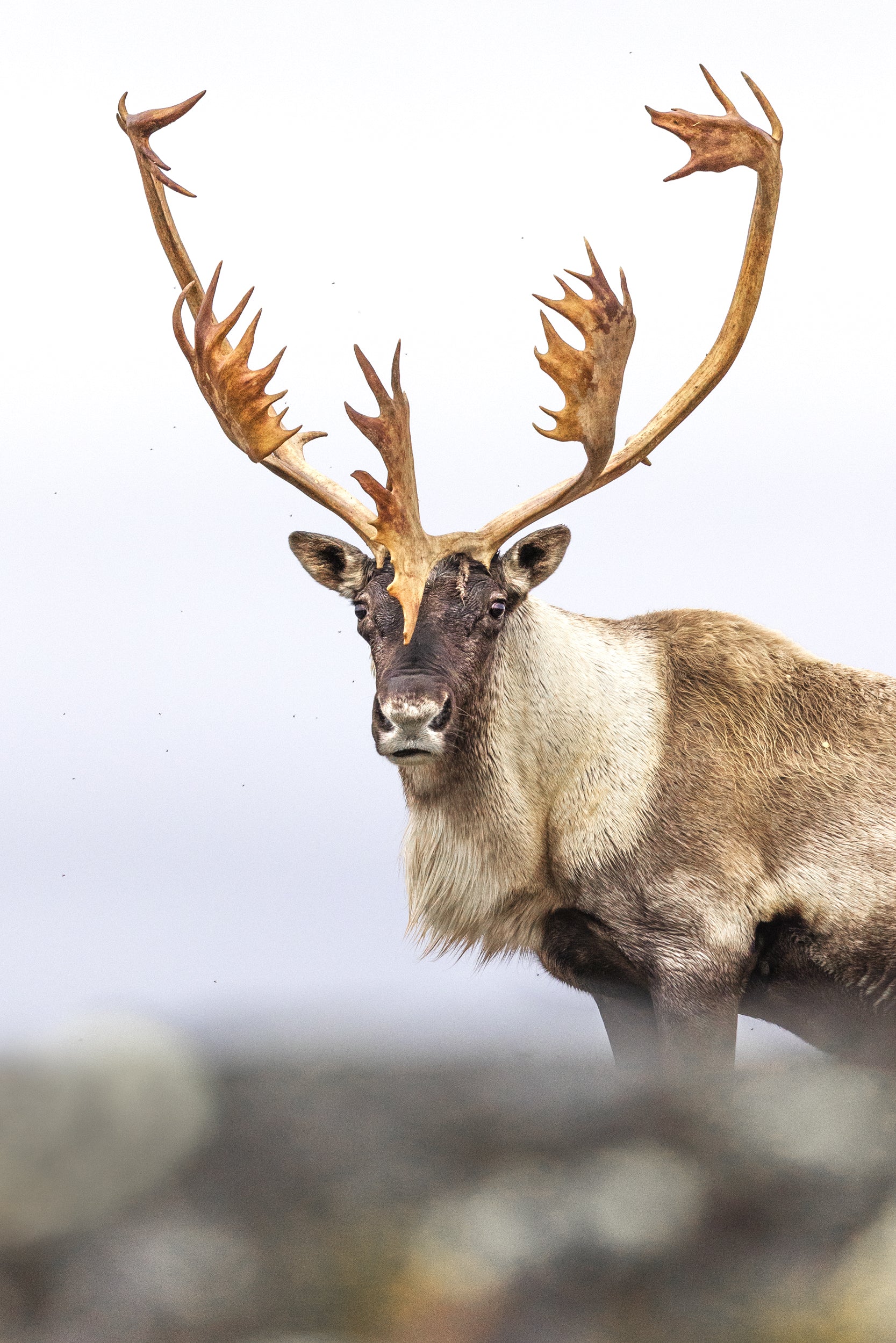 Migratory Caribou - Fall 106