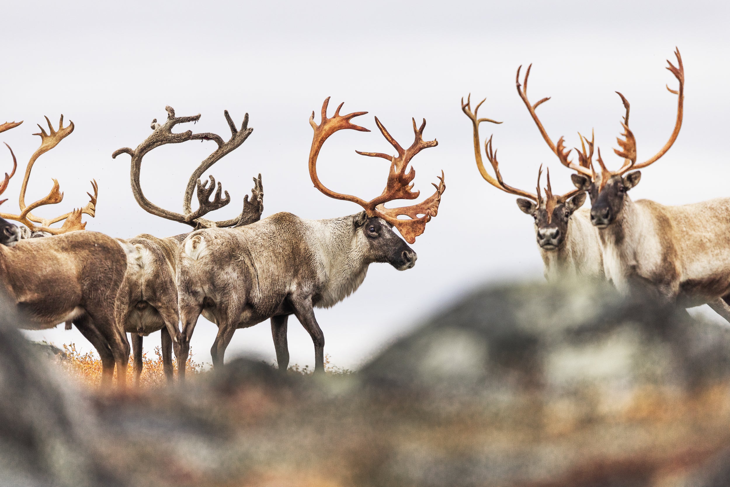 Migratory Caribou - Fall 107