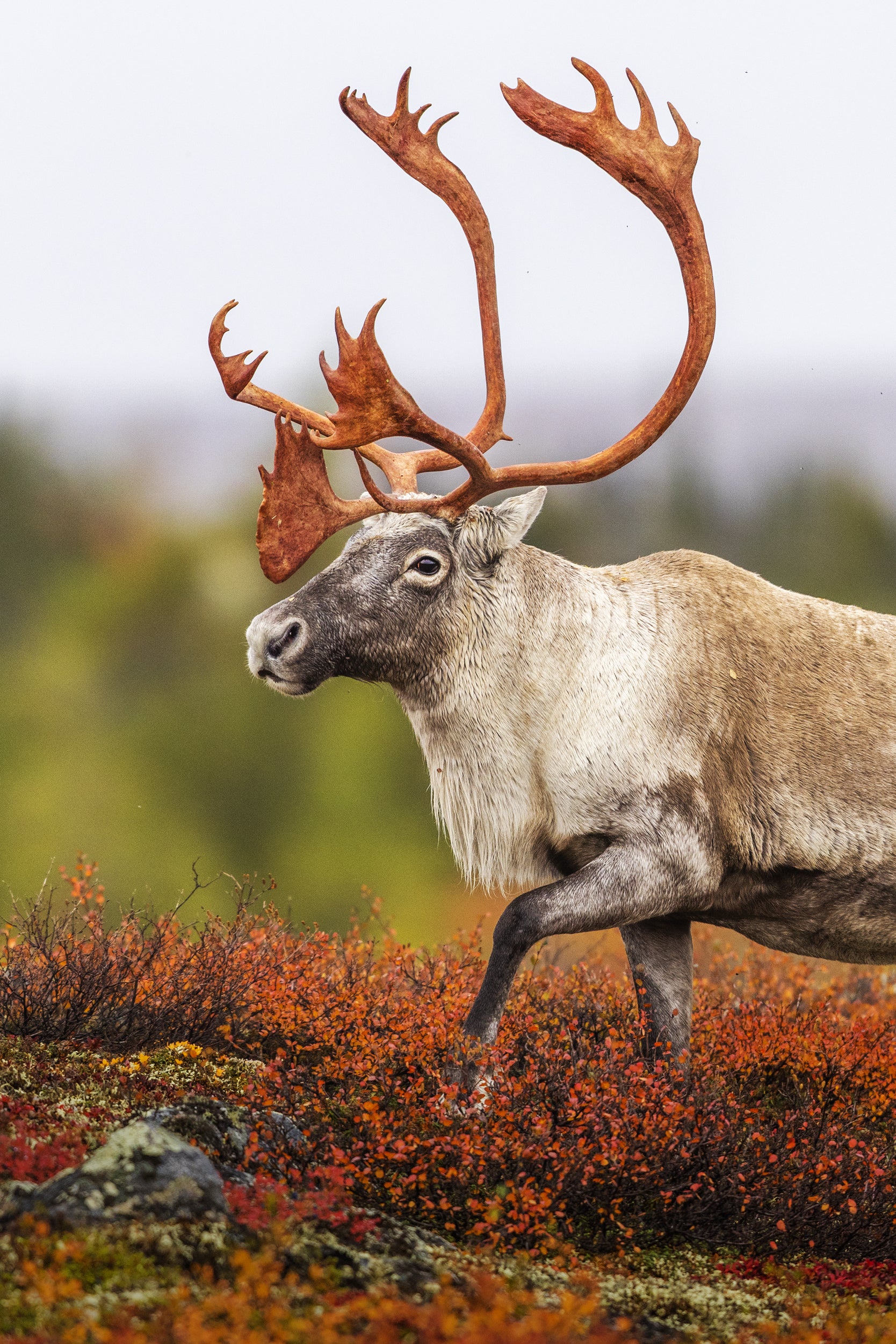 Migratory Caribou - Fall 110
