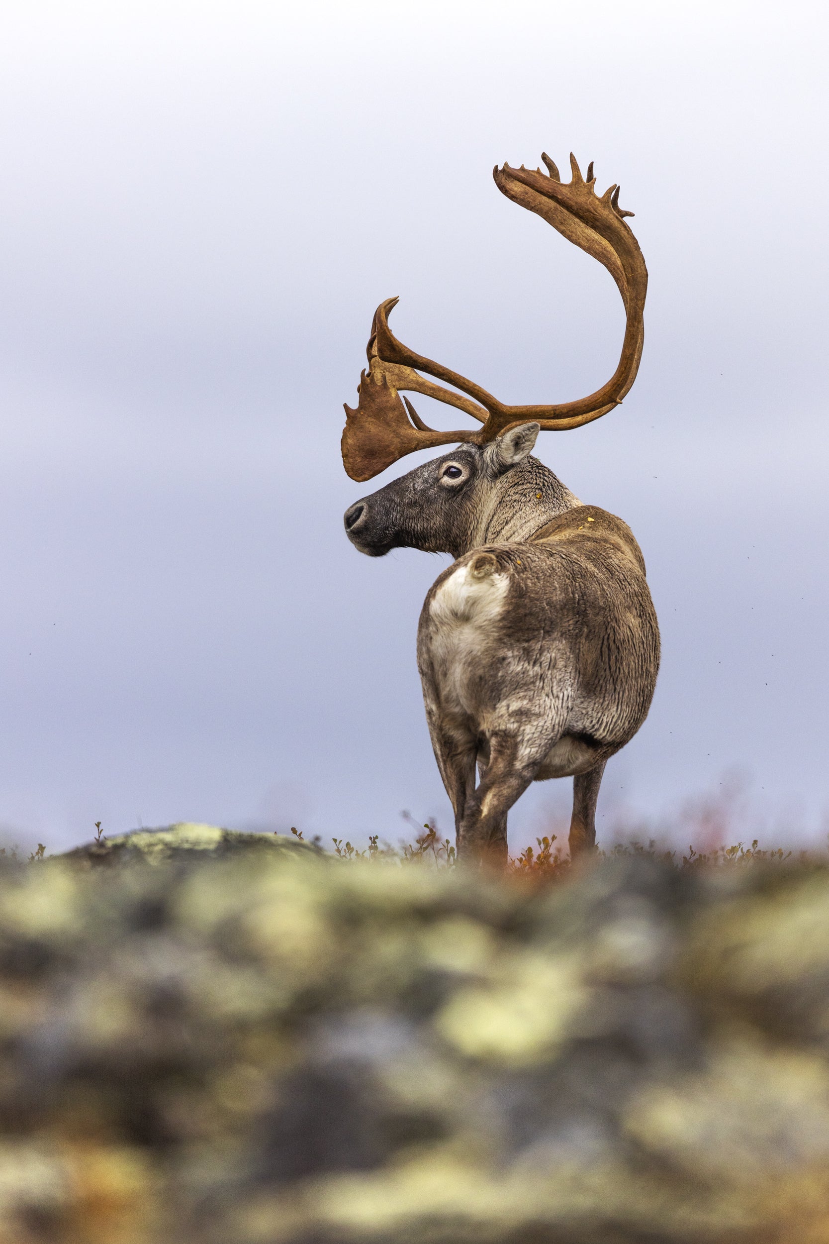 Migratory Caribou - Fall 113