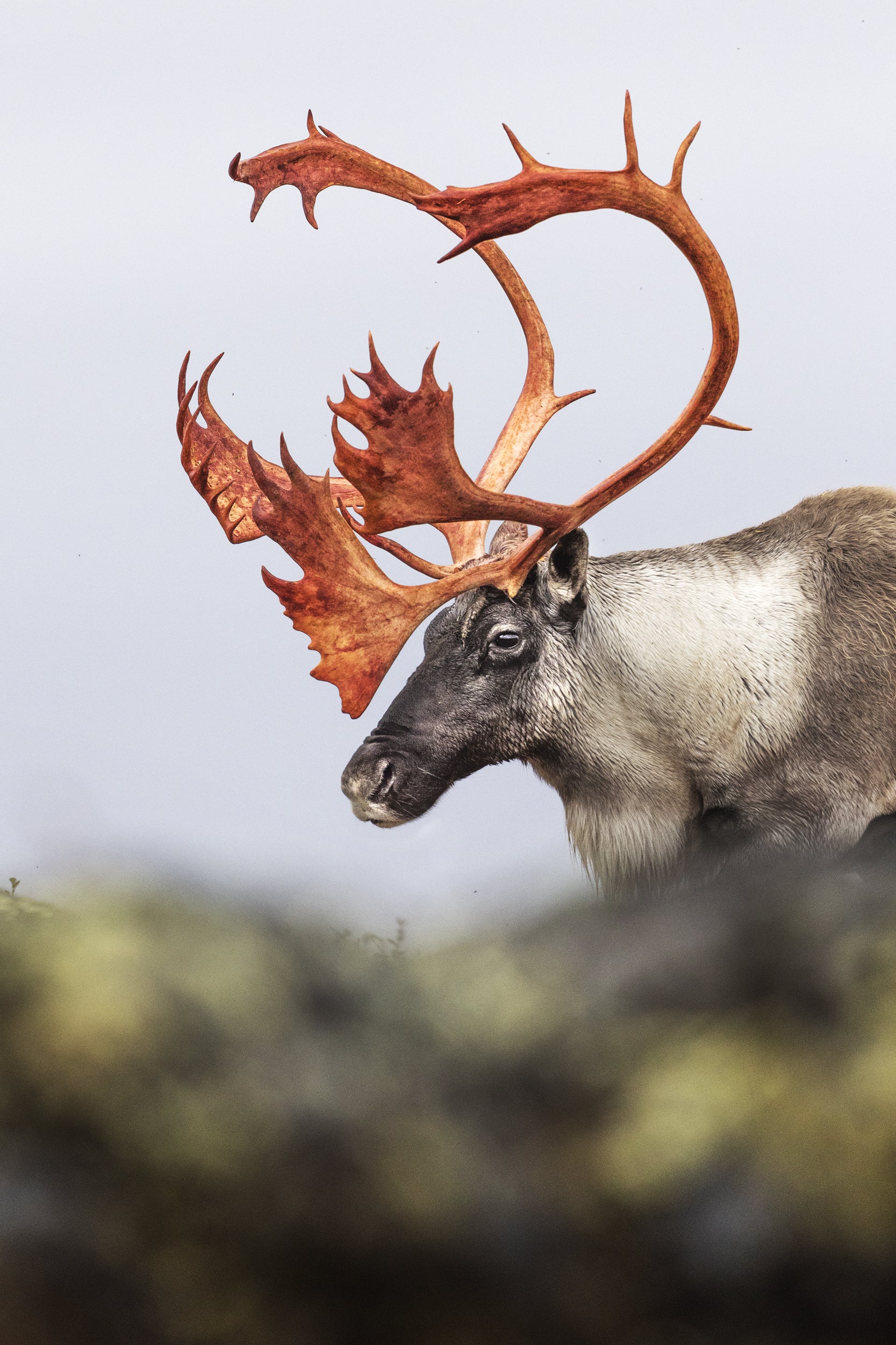 Migratory Caribou - Fall 114