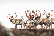Migratory Caribou - Fall 115