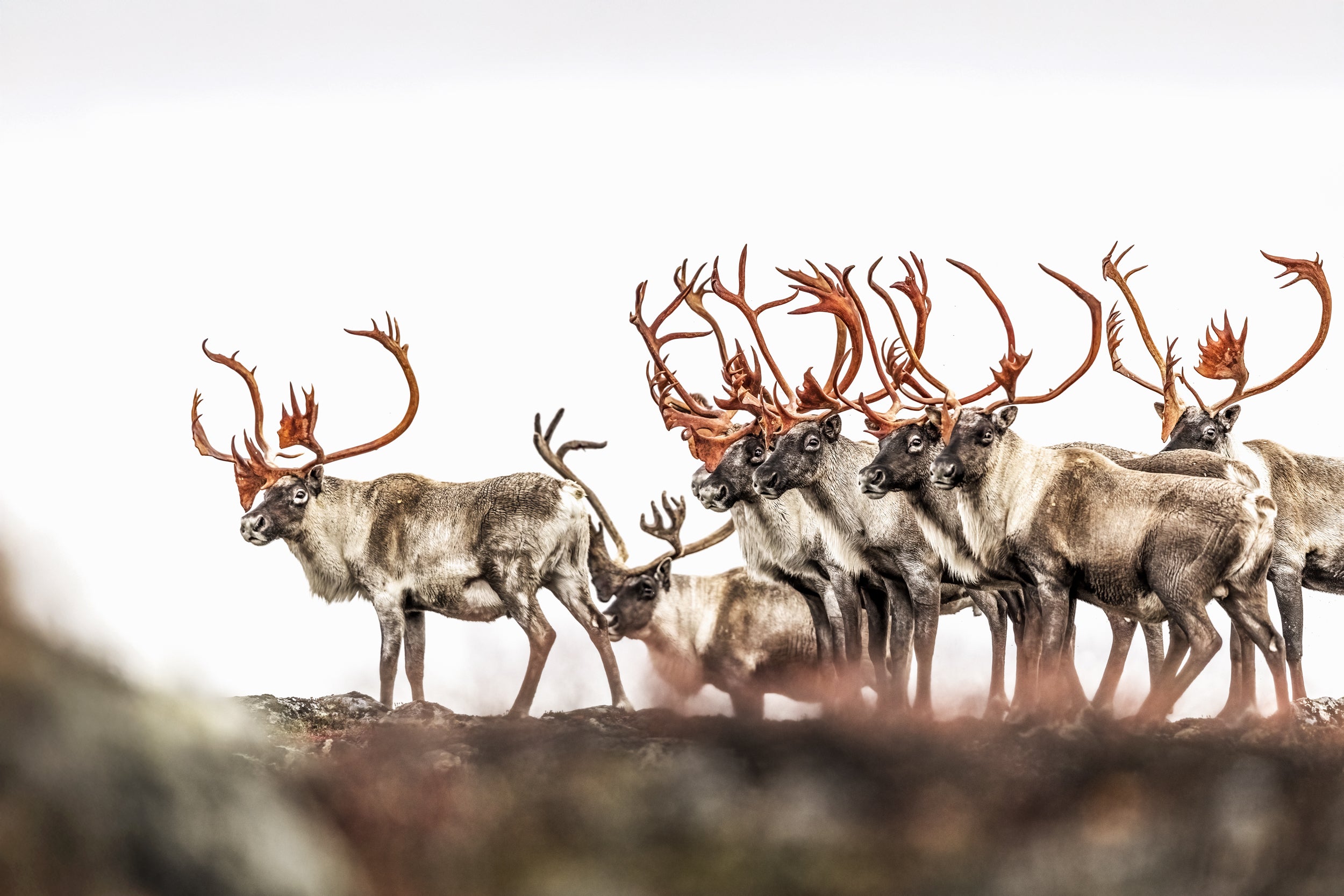Migratory Caribou - Fall 115
