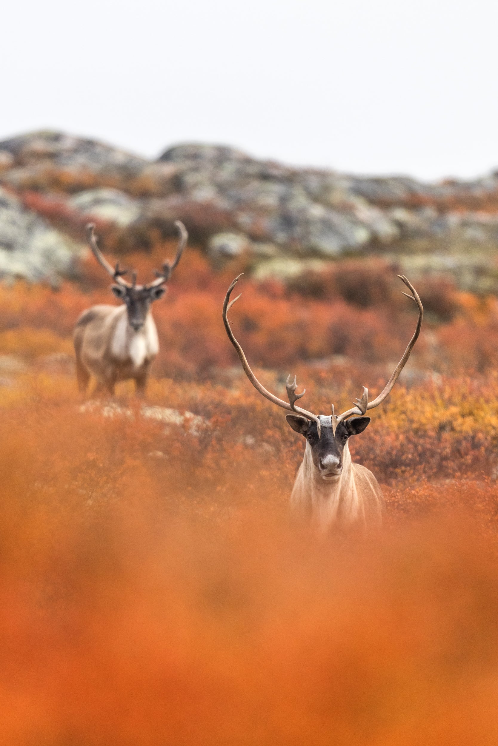 Migratory Caribou - Fall 121