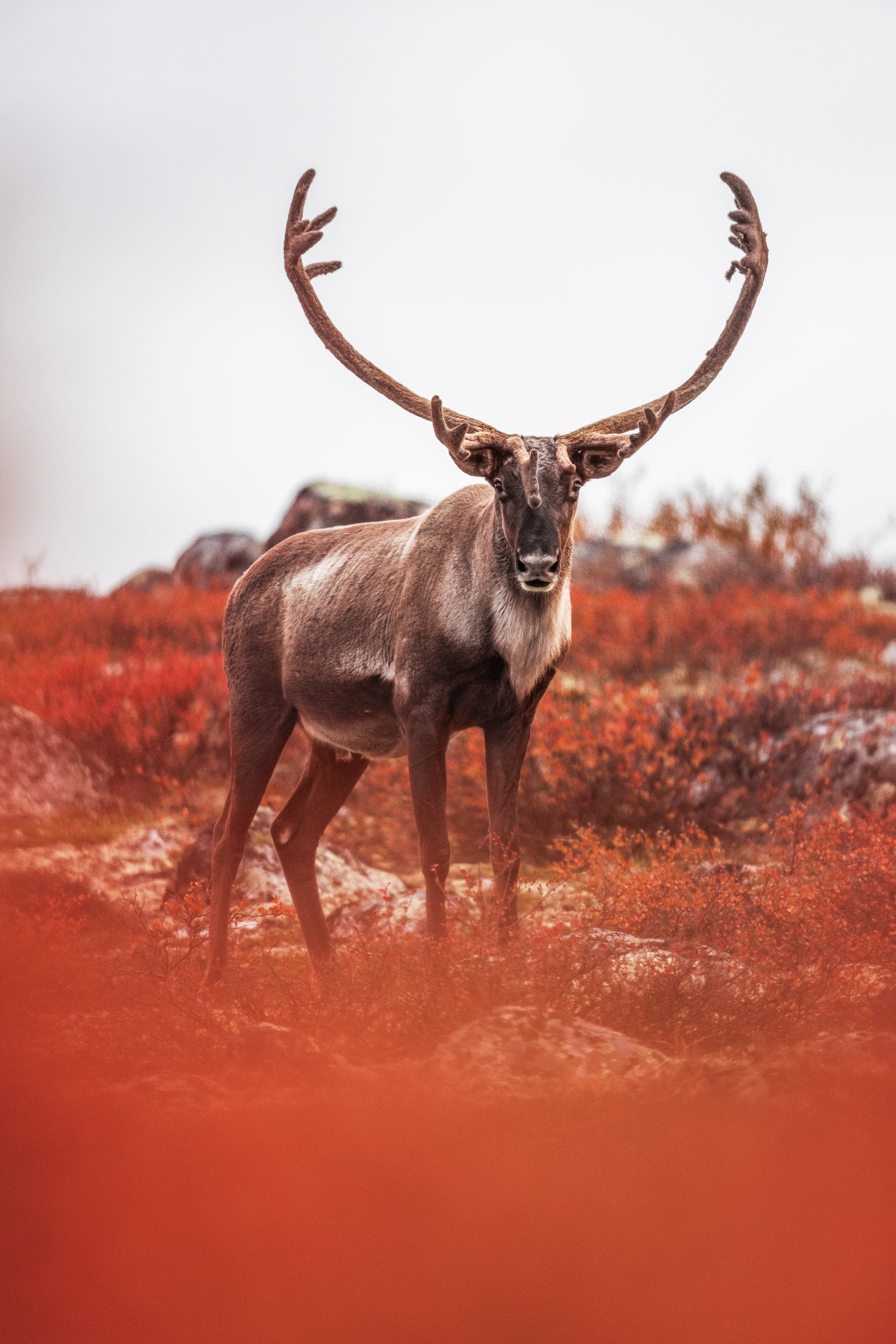 Migratory Caribou - Fall 122