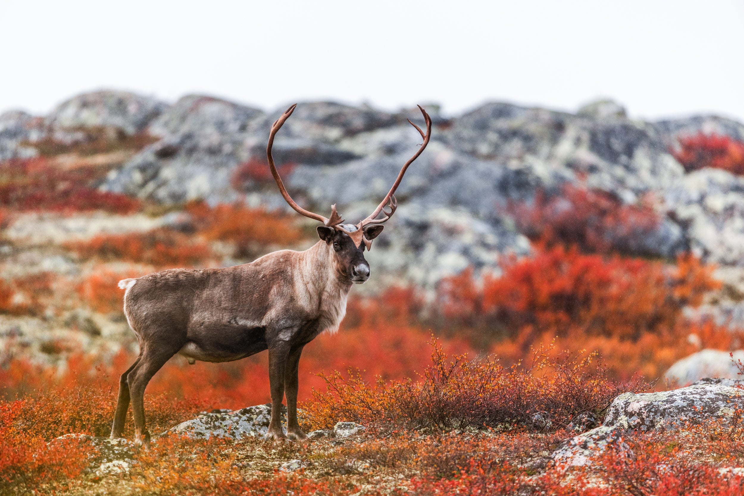 Migratory Caribou - Fall 124