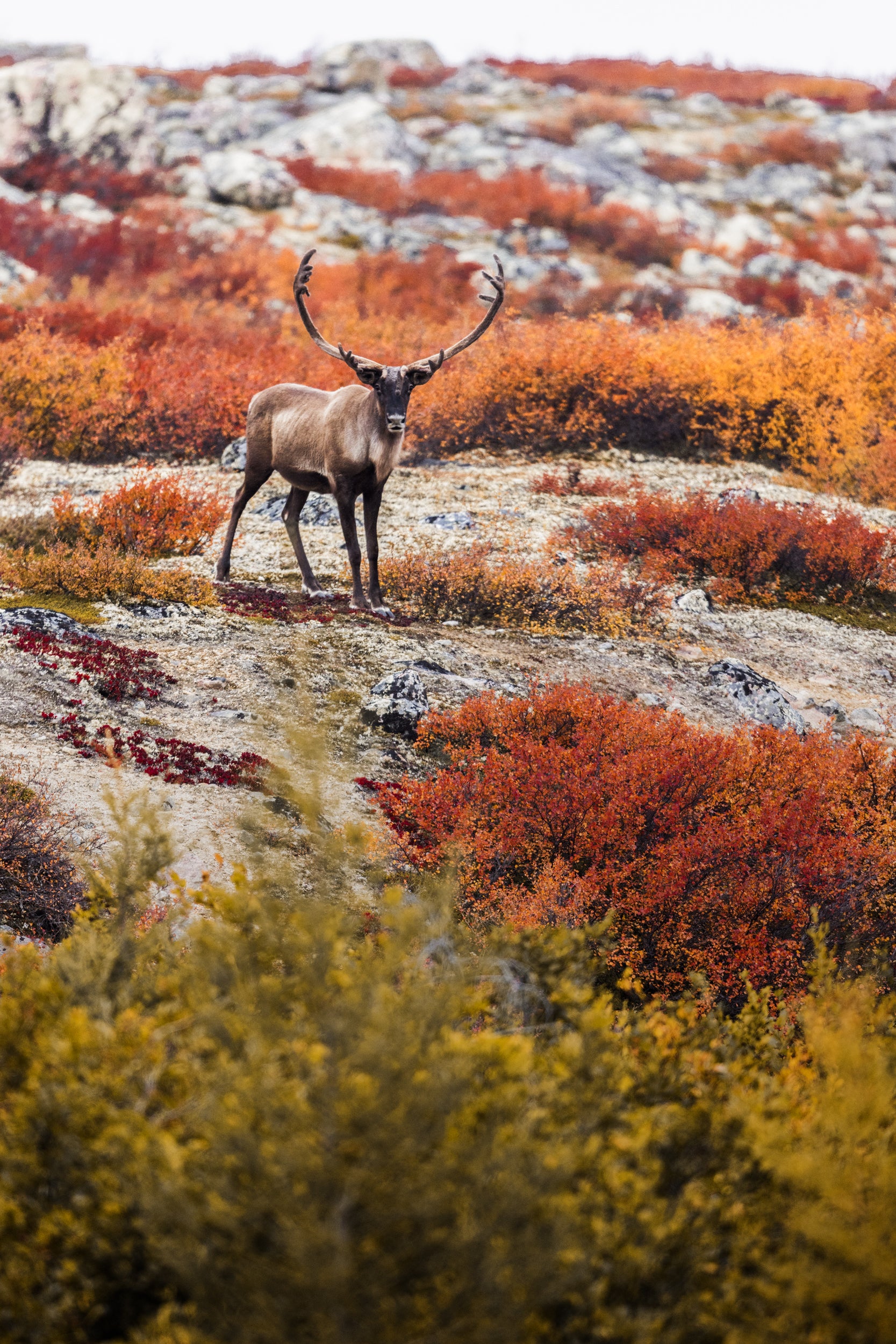 Migratory Caribou - Fall 127