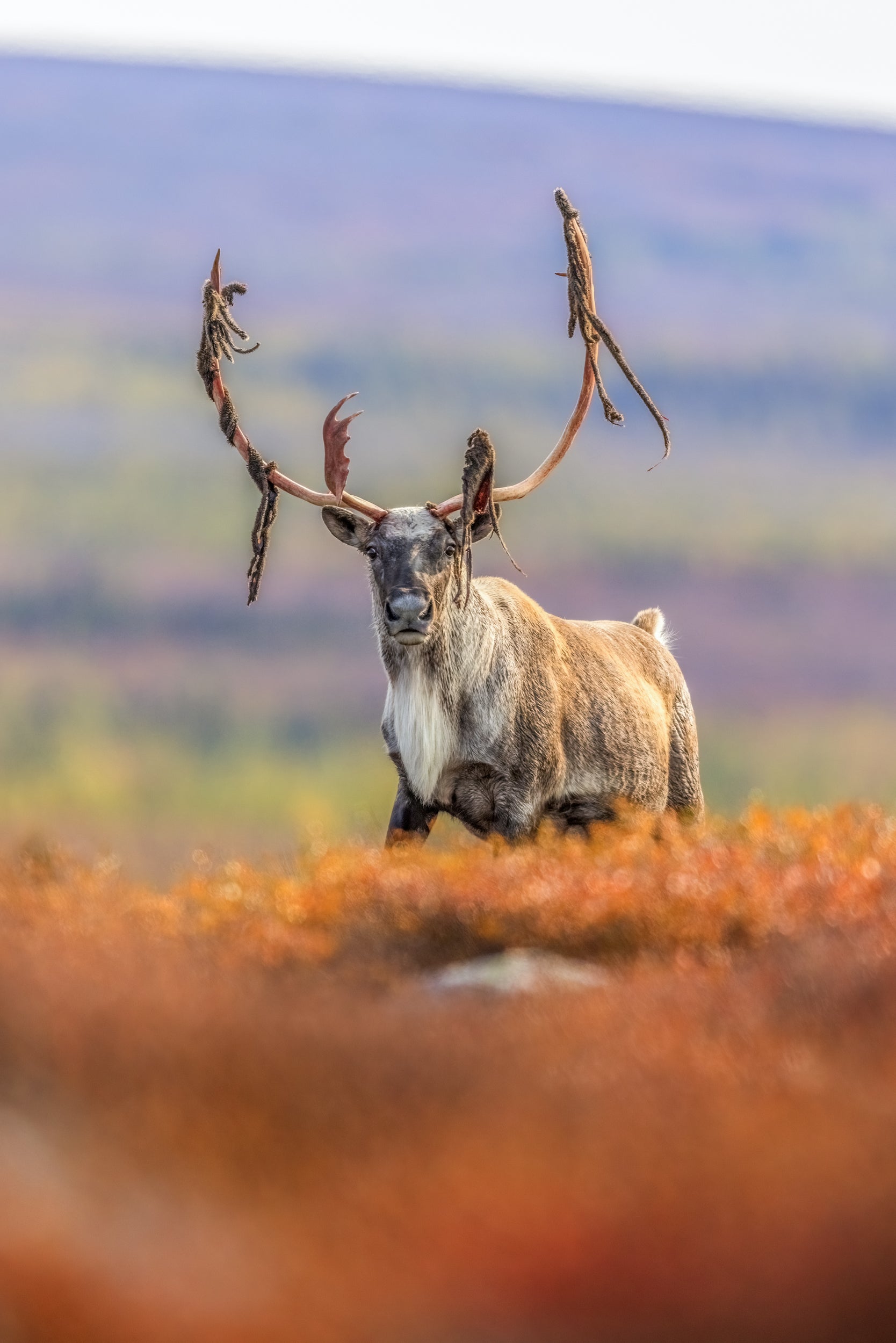 Migratory Caribou - Fall 131