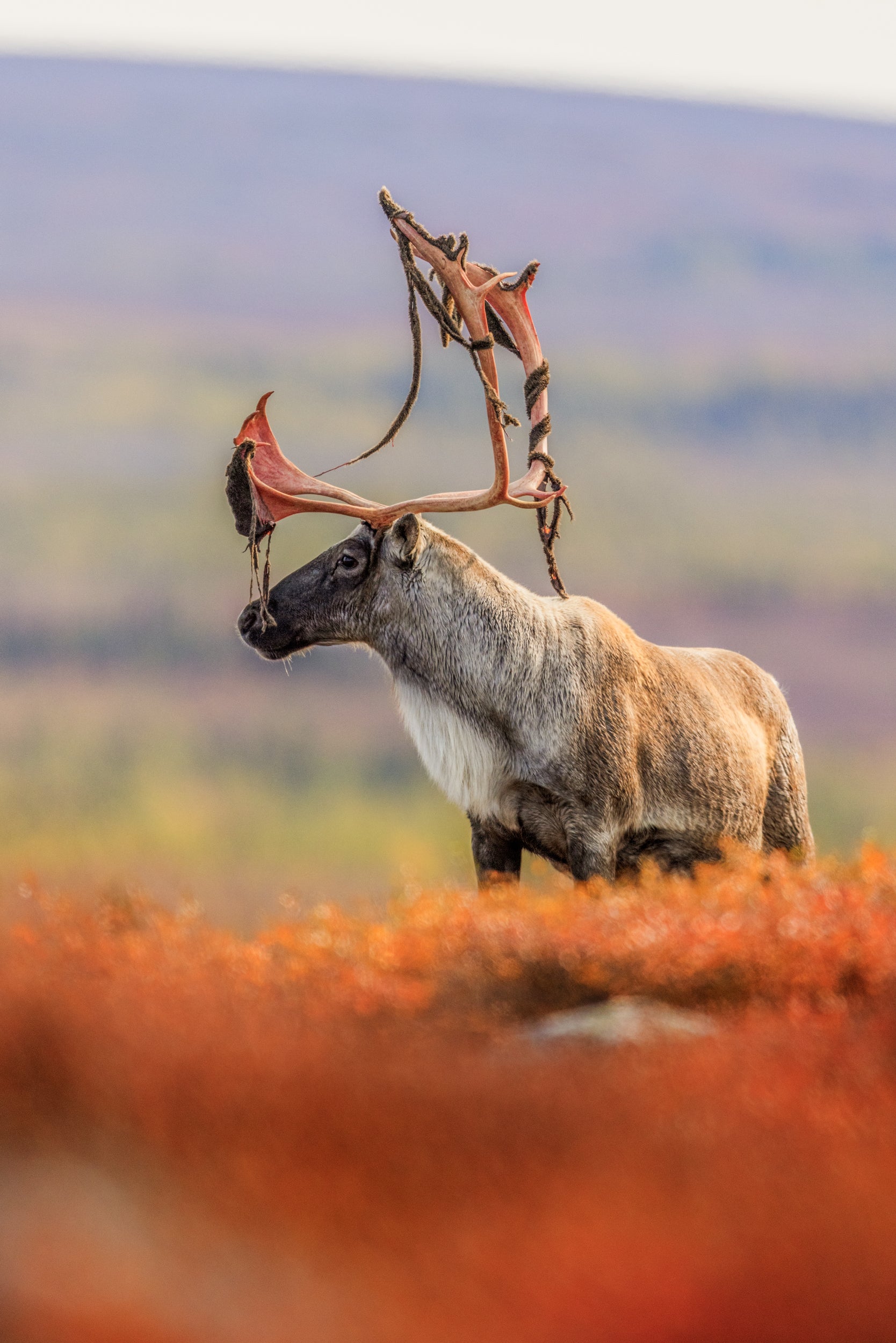Migratory Caribou - Fall 133