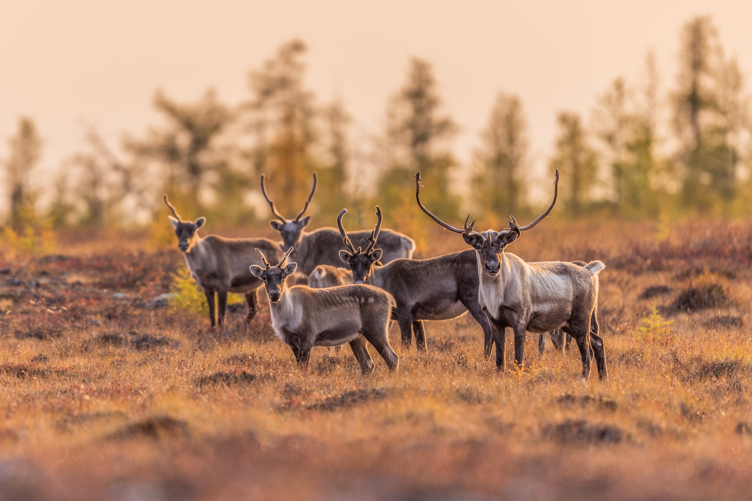 Migratory Caribou - Fall 134