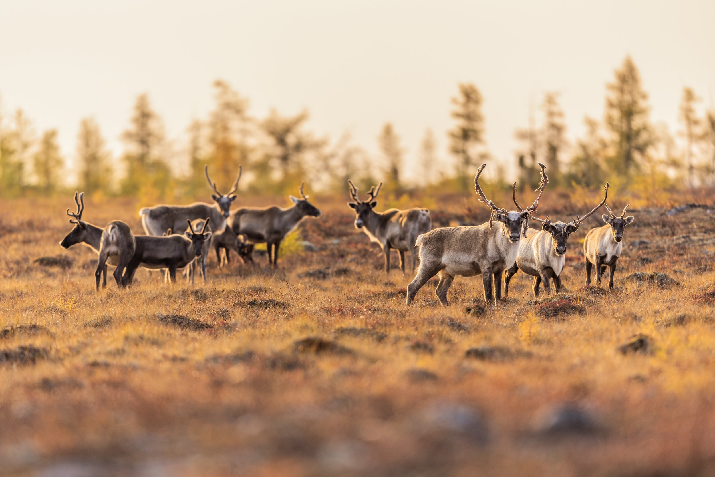 Migratory Caribou - Fall 135