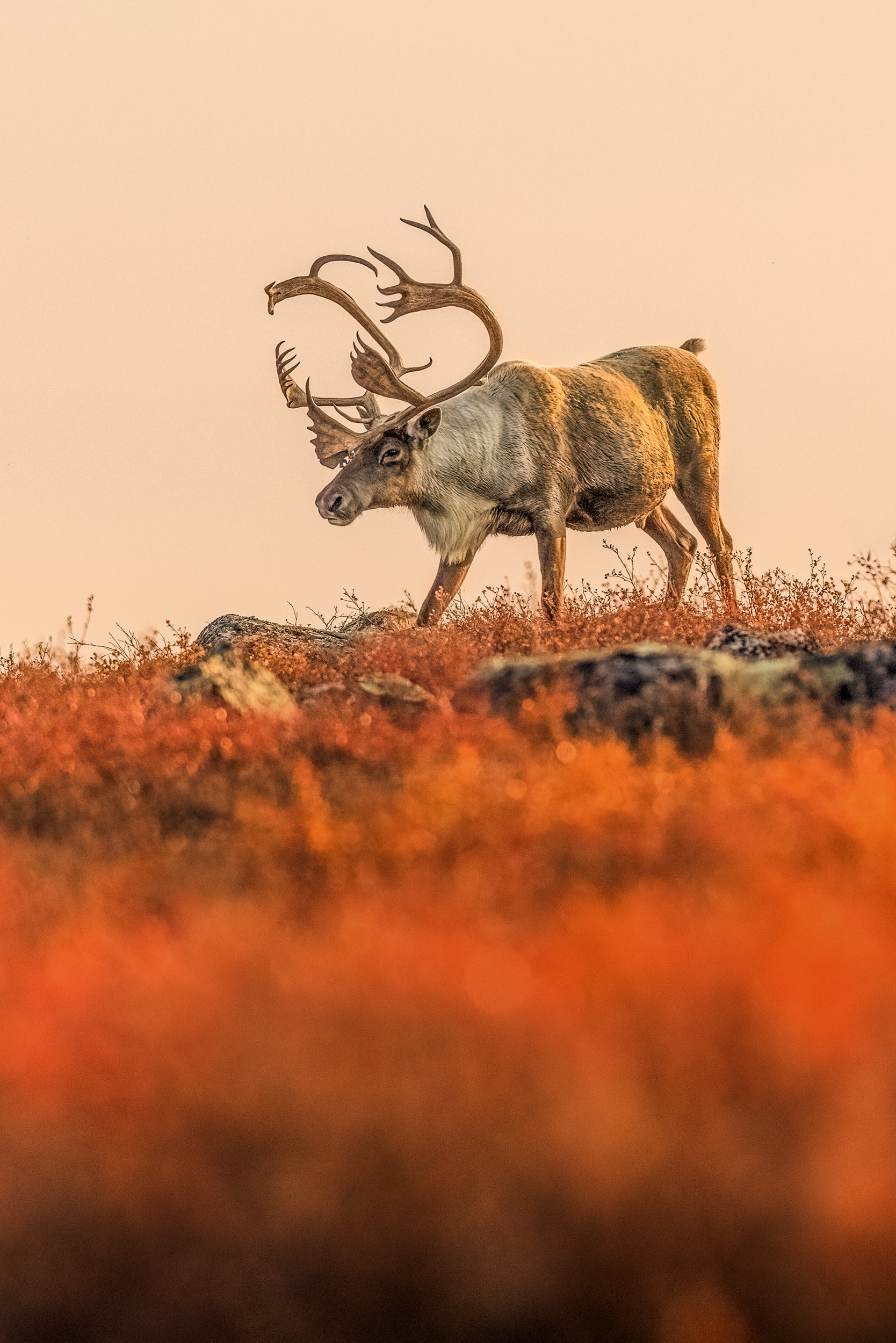 Migratory Caribou - Fall 139