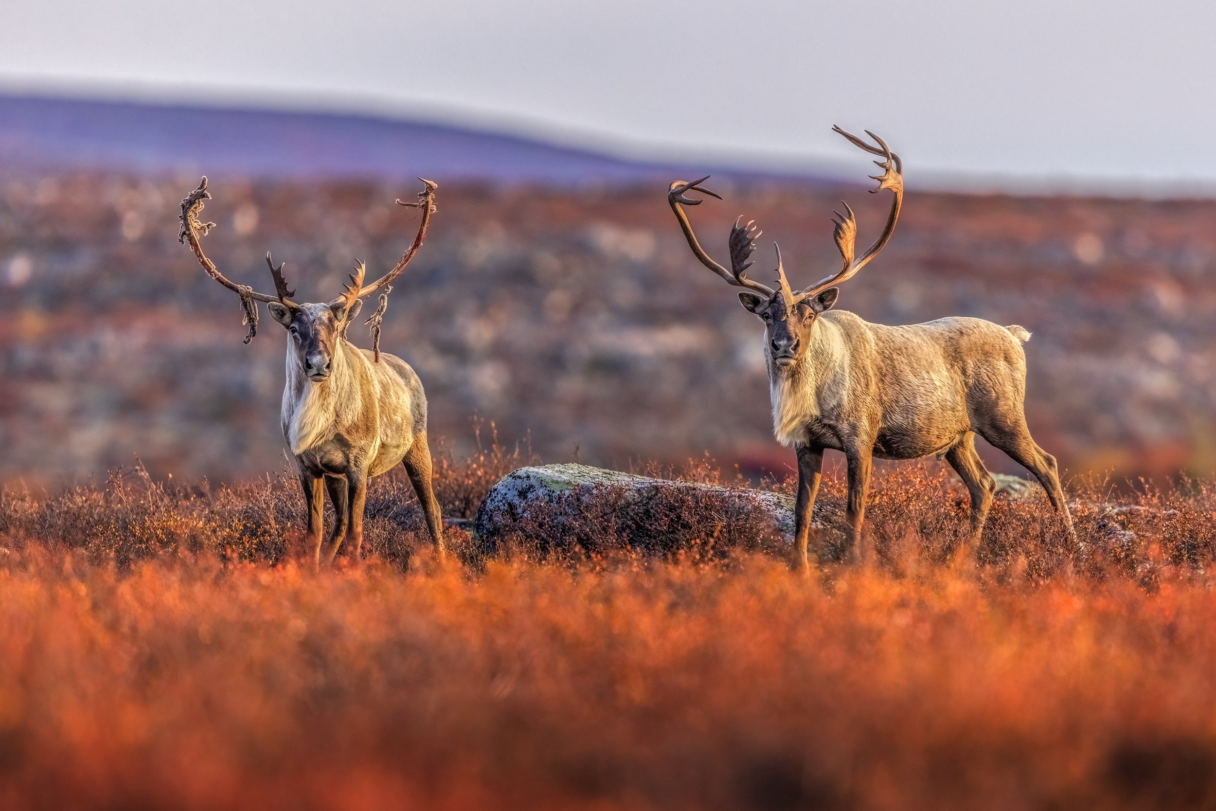 Migratory Caribou - Fall 143