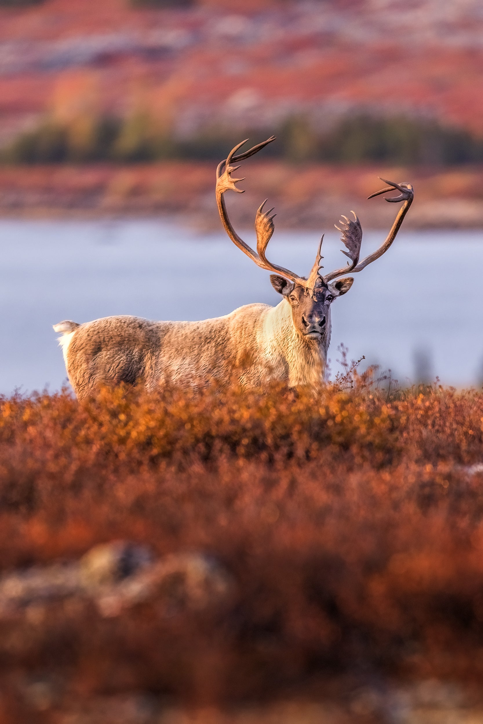 Migratory Caribou - Fall 144