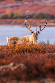 Migratory Caribou - Fall 144