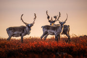 Migratory Caribou - Fall 0145