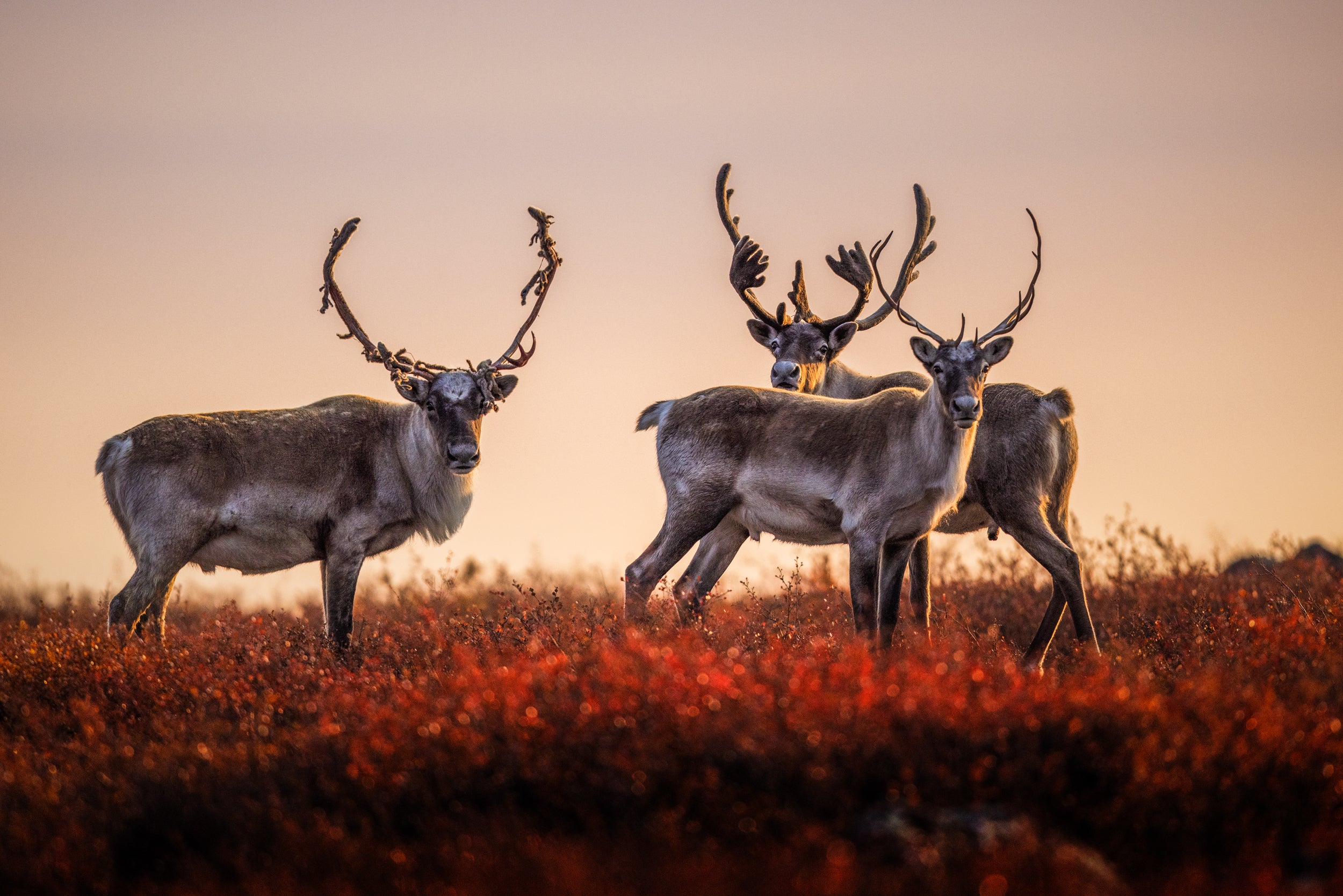Migratory Caribou - Fall 0145