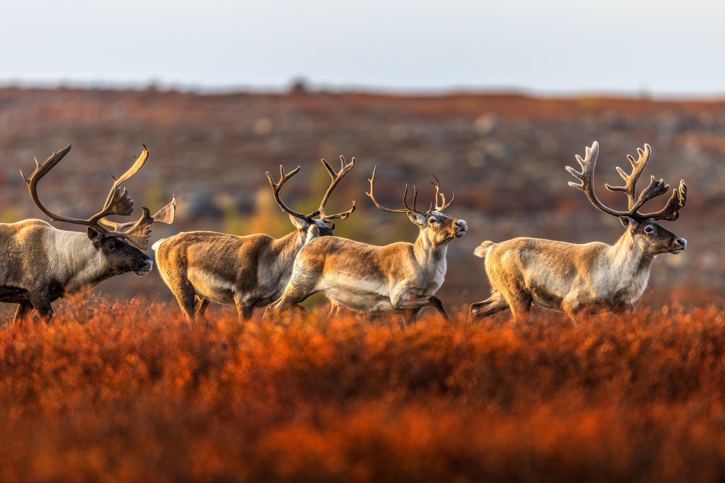 Migratory Caribou - Fall 146
