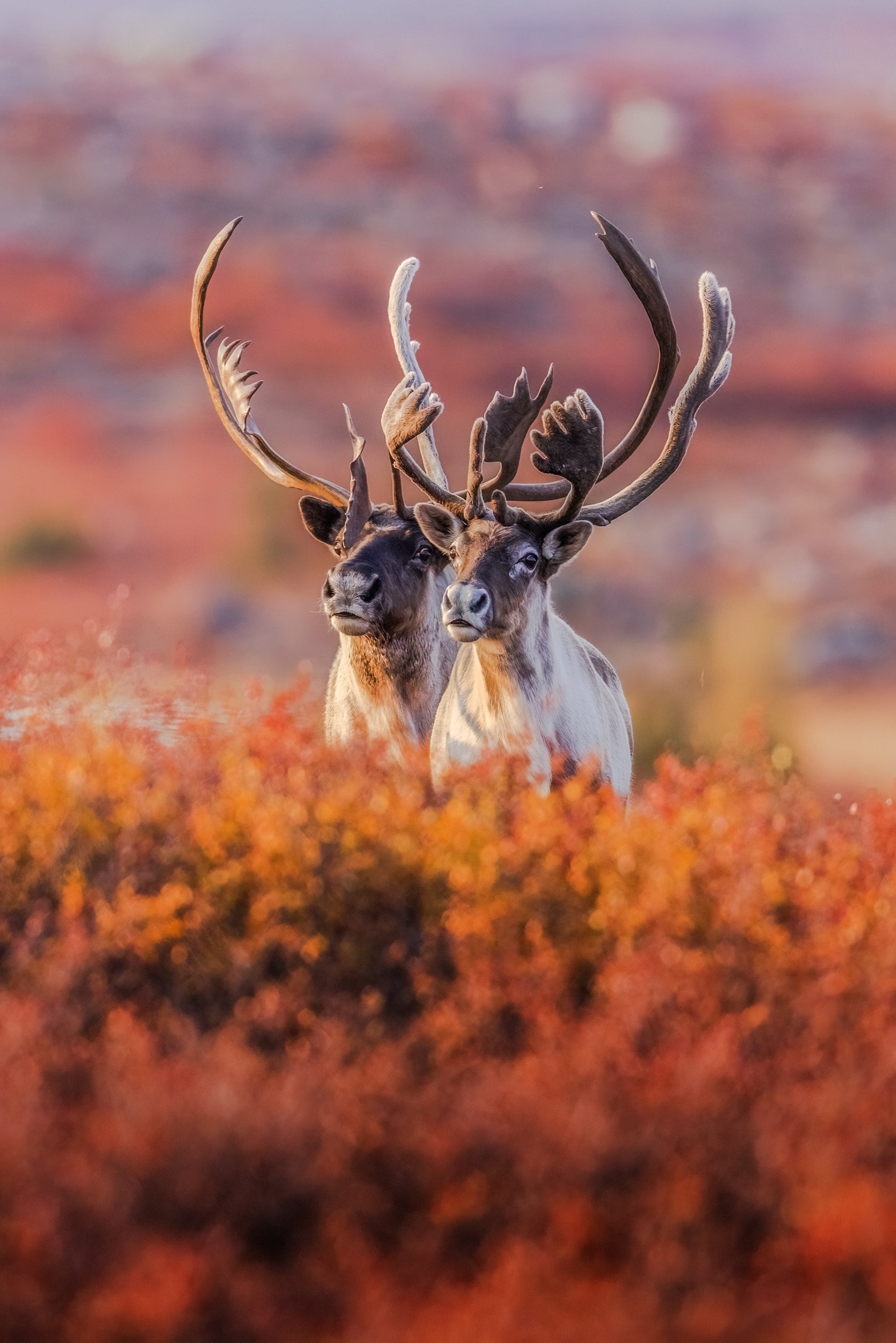 Migratory Caribou - Fall 149