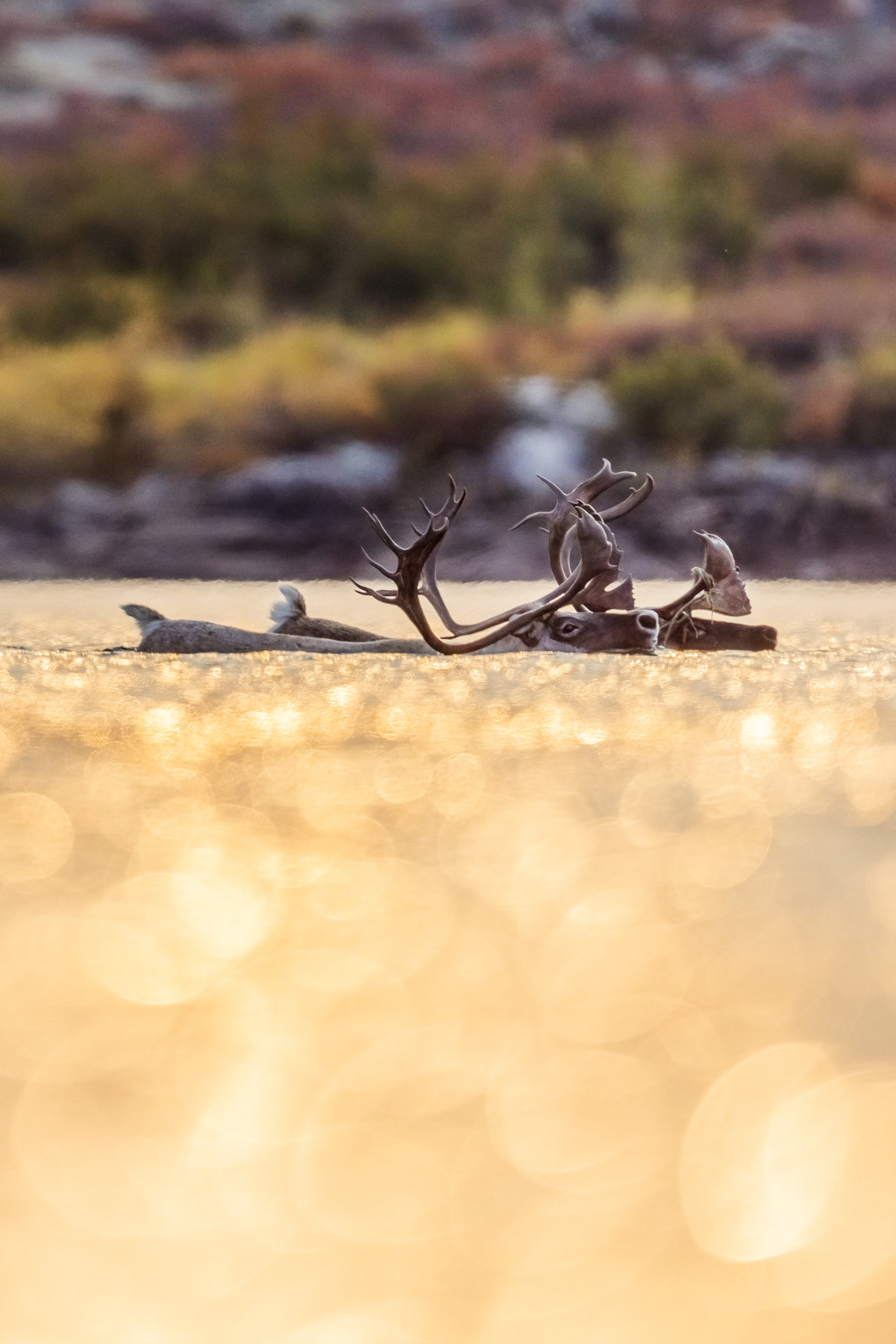 Migratory Caribou - Fall 153