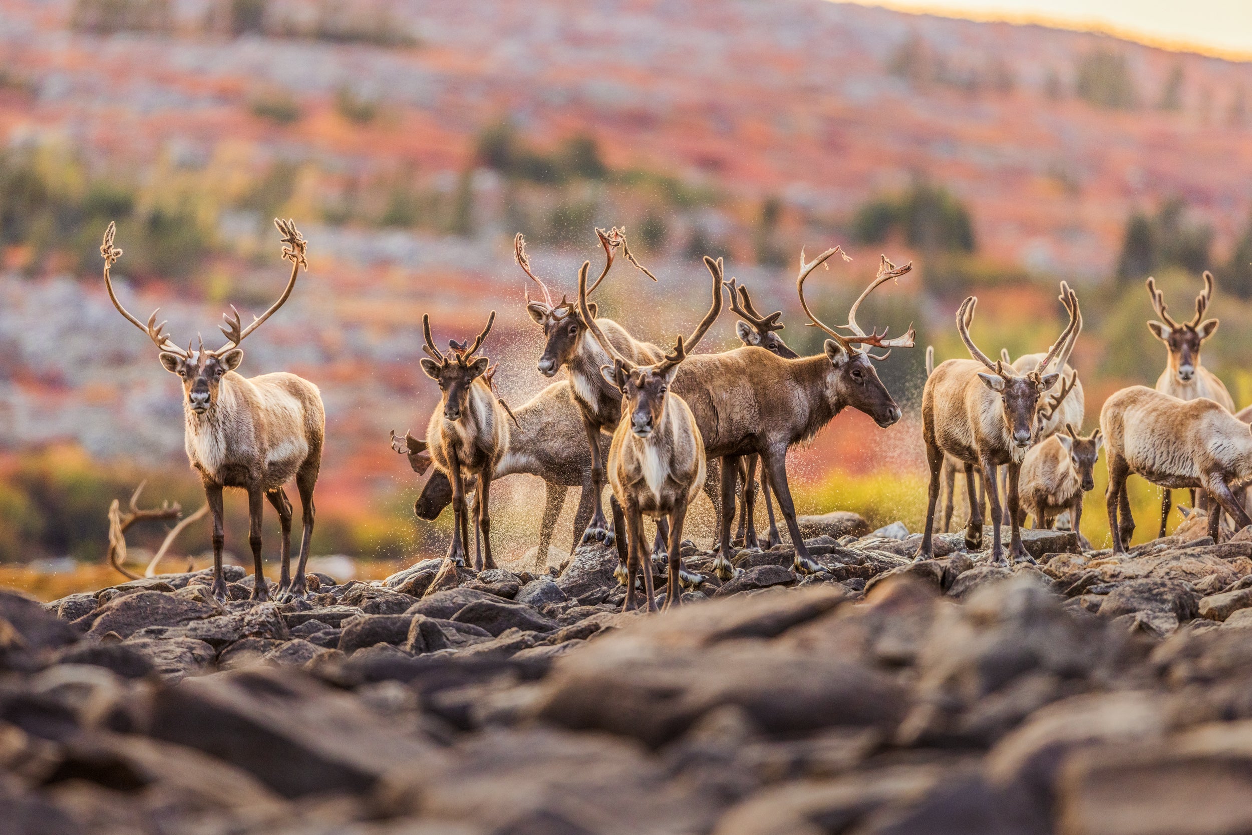 Migratory Caribou - Fall 0154