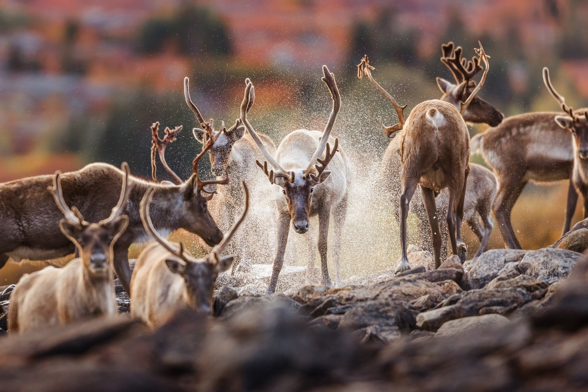 Migratory Caribou - Fall 155