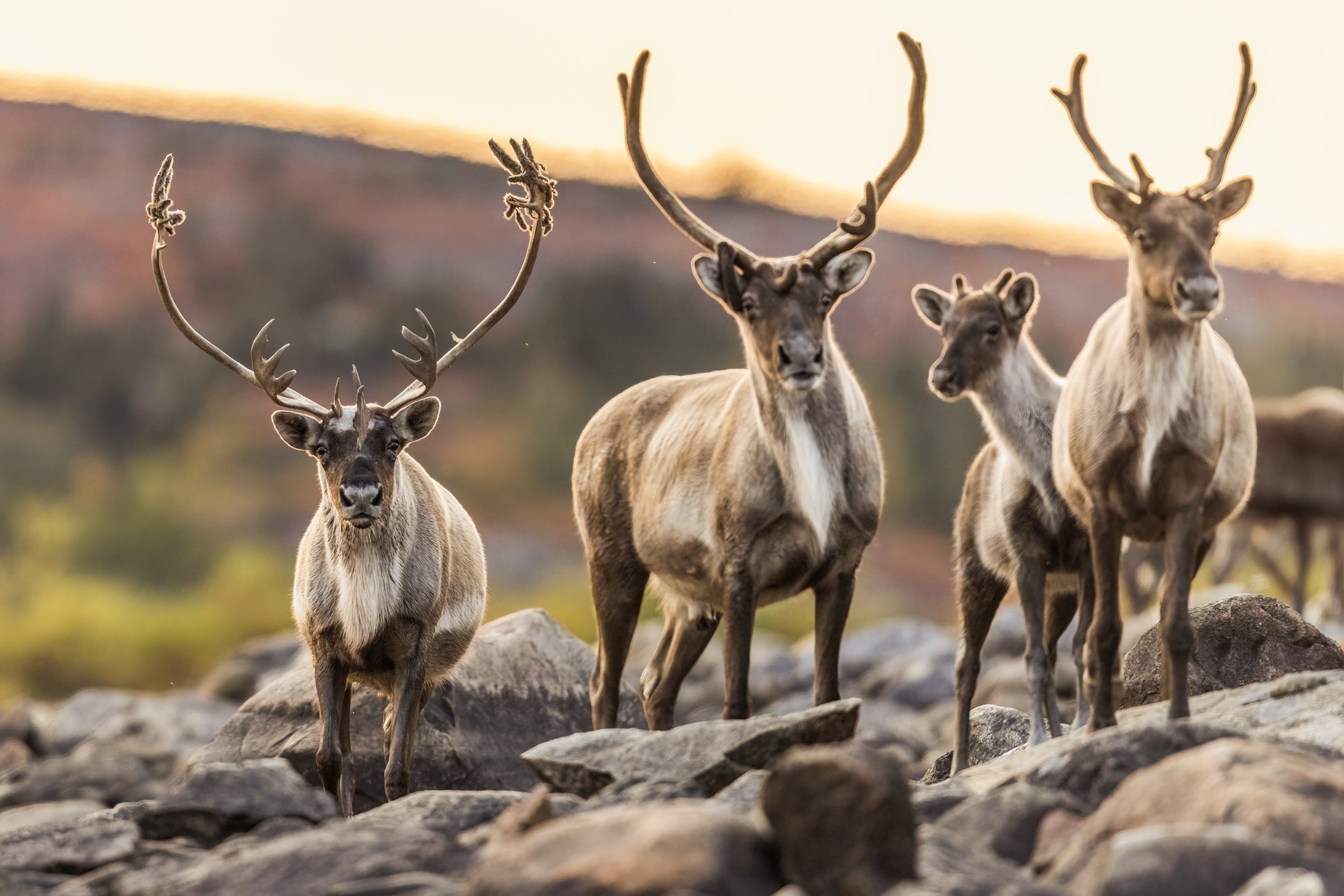 Migratory Caribou - Fall 157