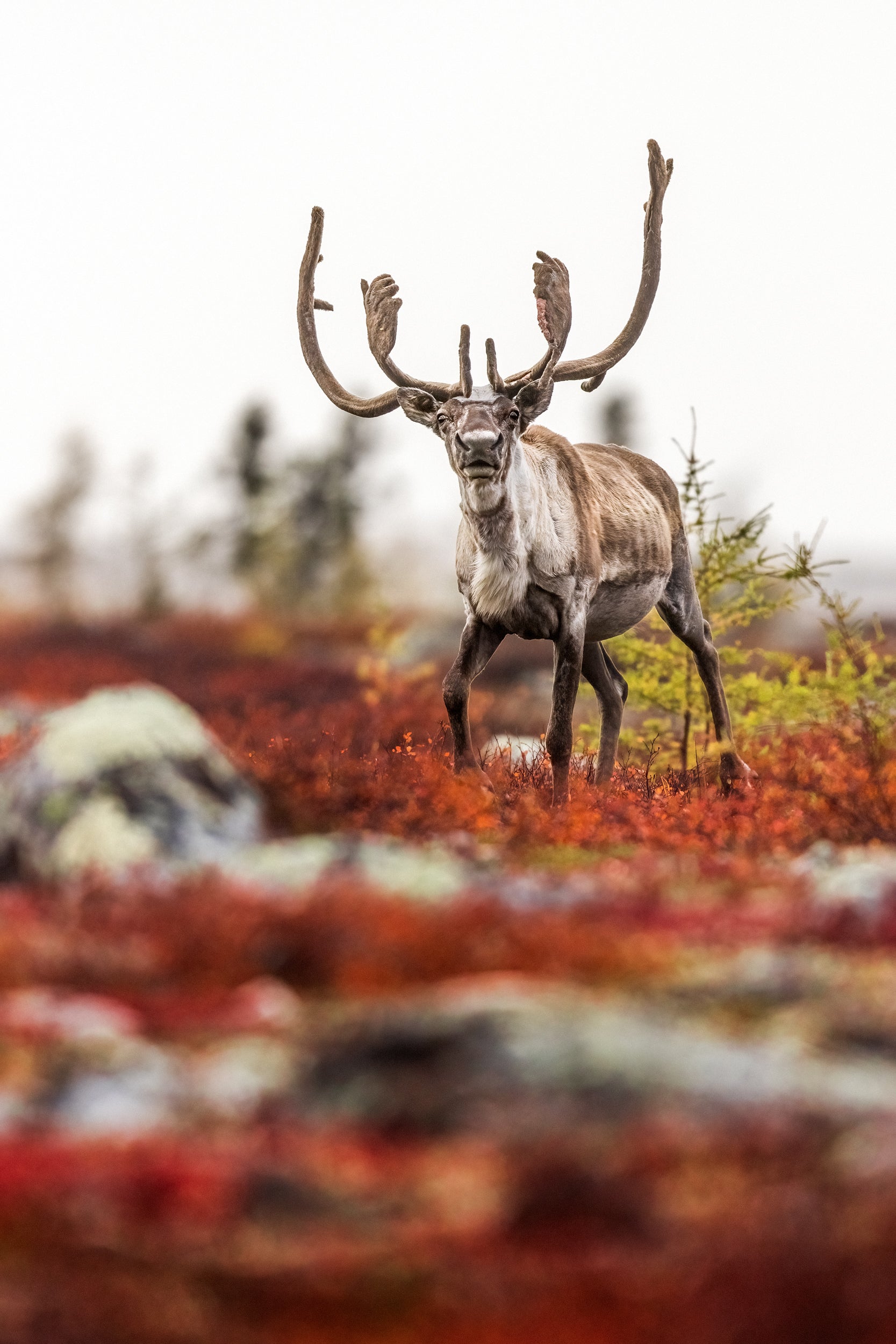 Migratory Caribou - Fall 161