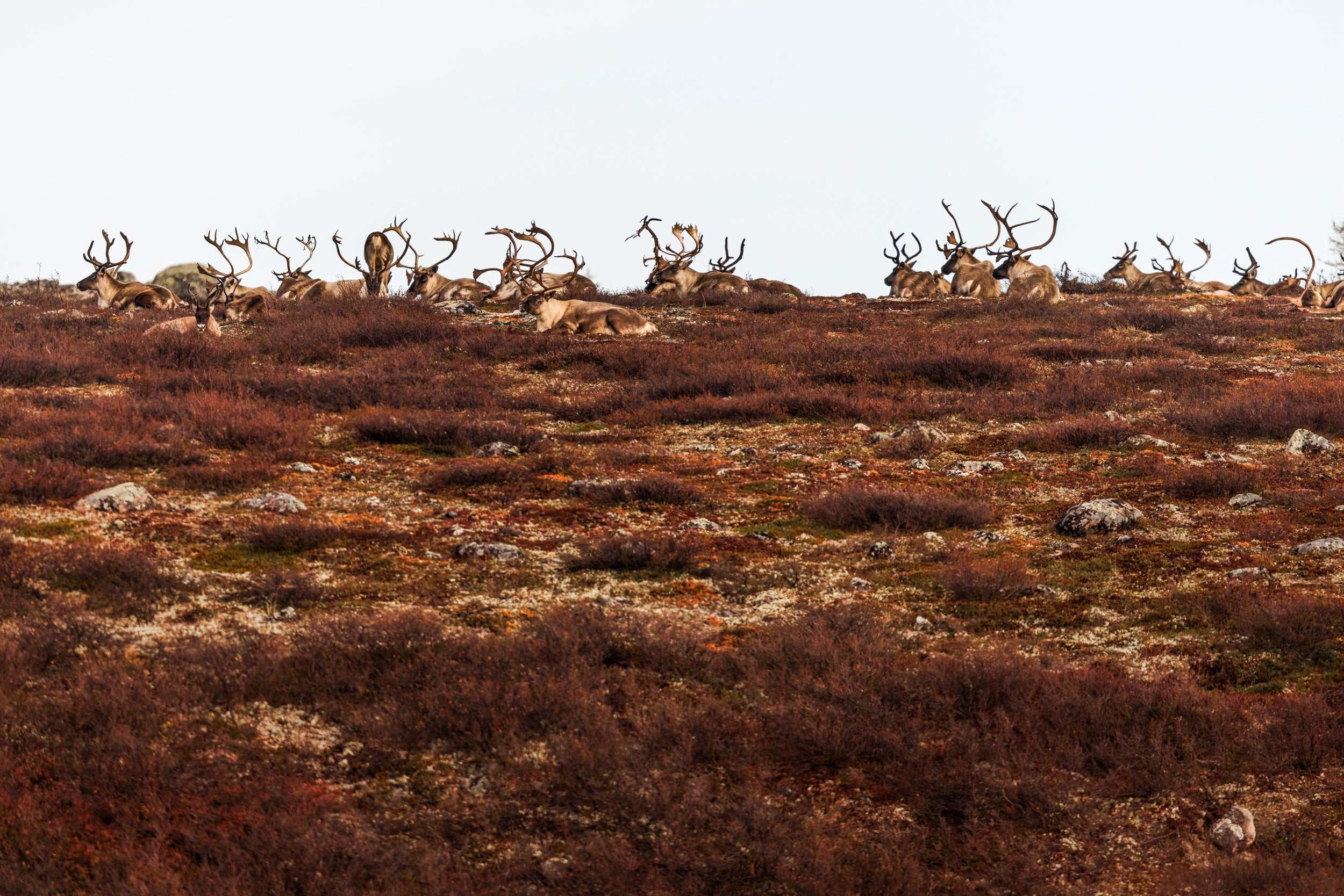 Migratory Caribou - Fall 0174