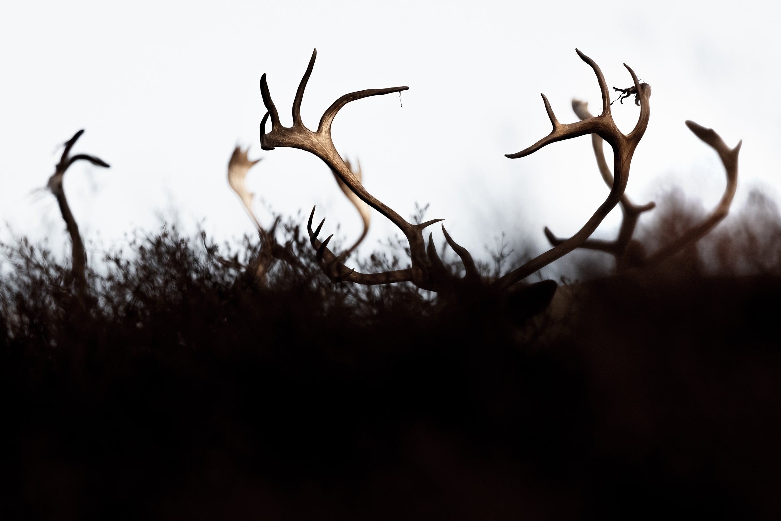 Migratory Caribou - Fall 175