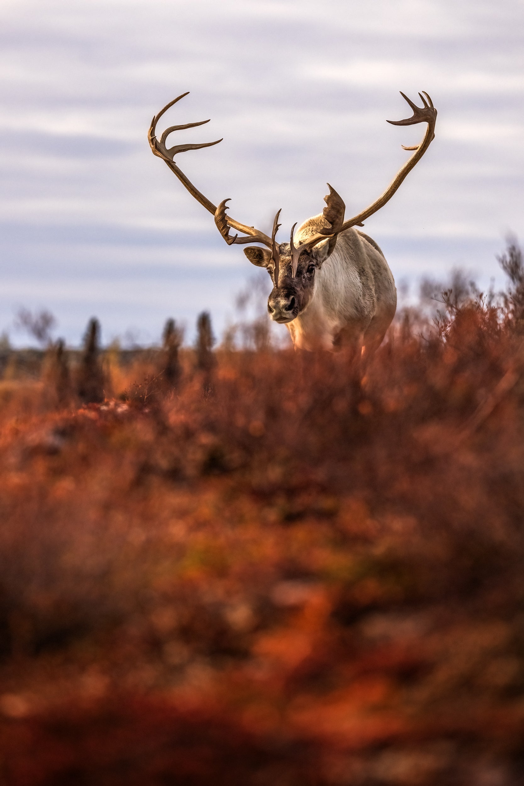 Migratory Caribou - Fall 176