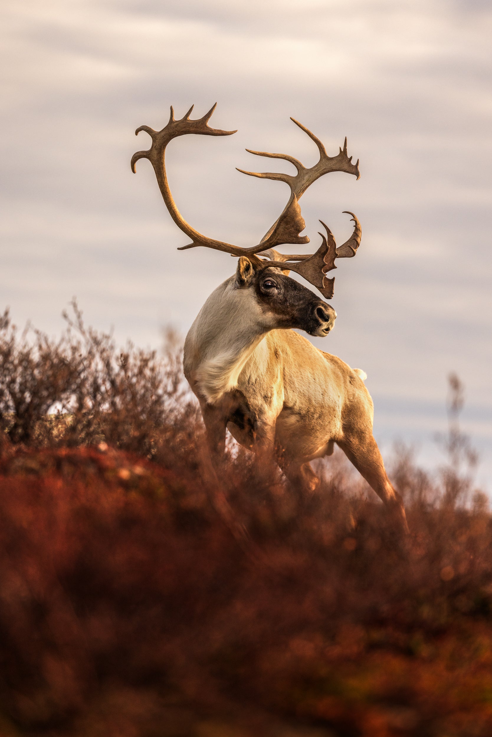 Migratory Caribou - Fall 178