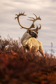 Migratory Caribou - Fall 178