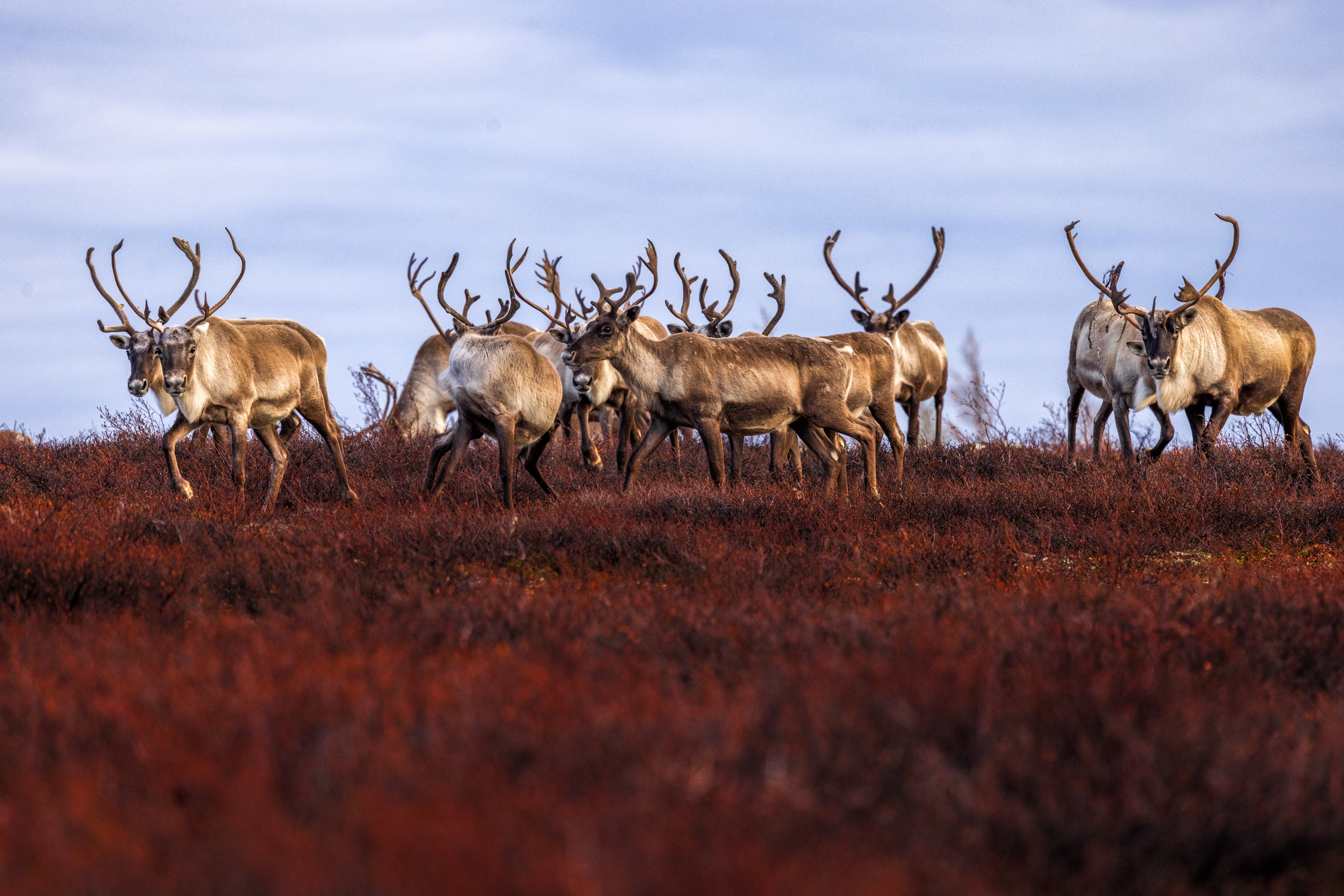 Migratory Caribou - Fall 0184