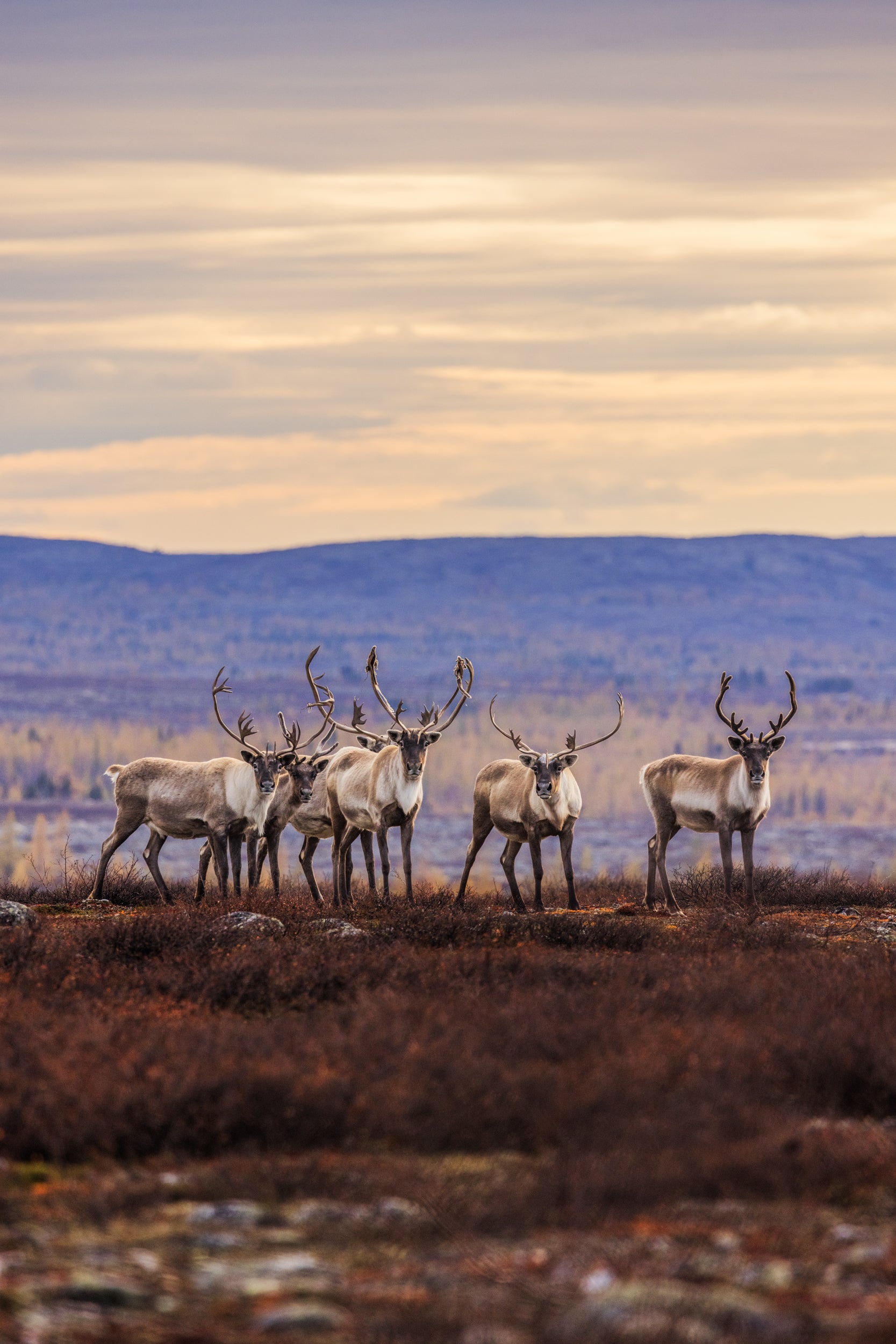 Migratory Caribou - Fall 188
