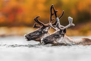 Migratory Caribou - Fall 002