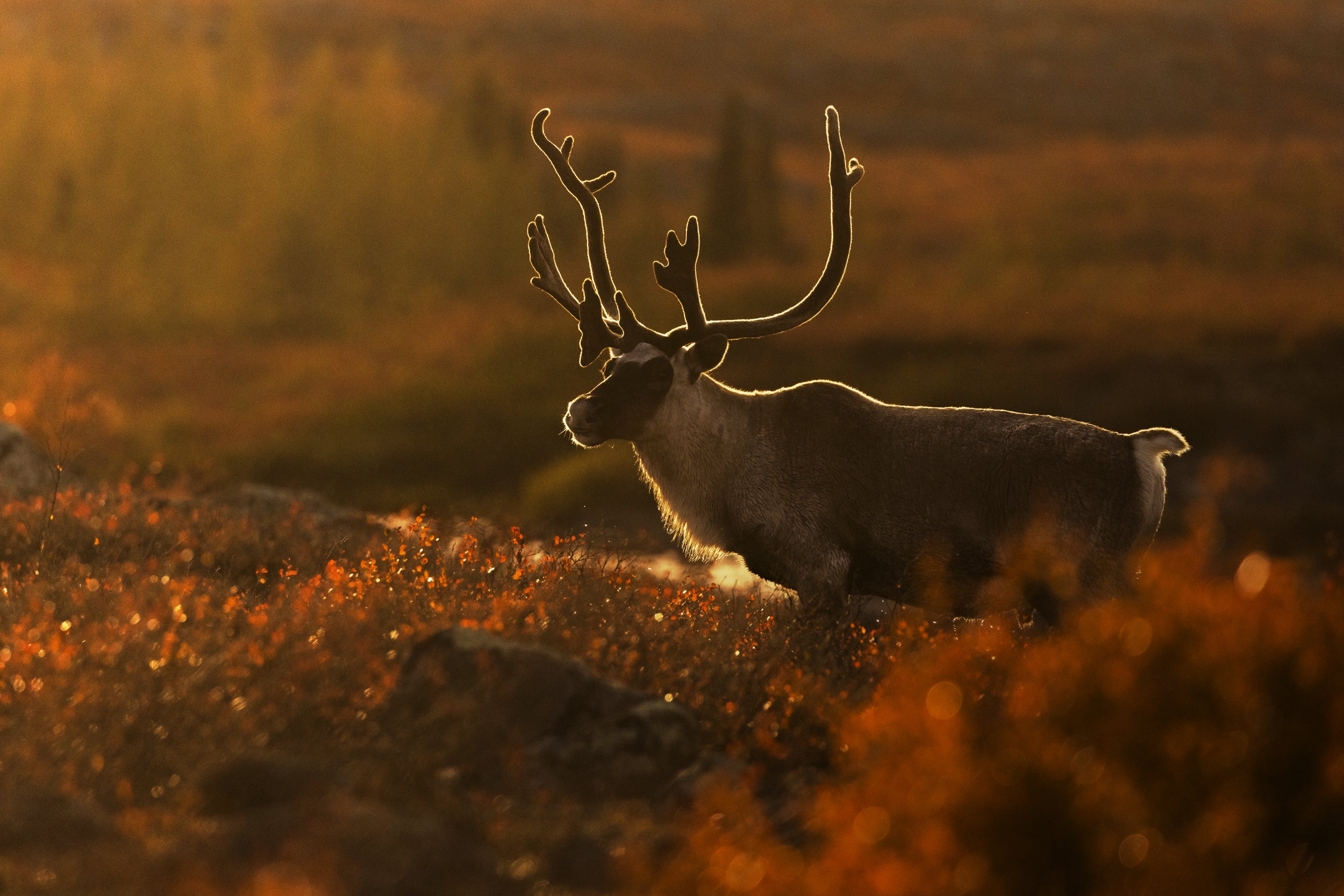 Migratory Caribou - Fall 004