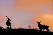 Migratory Caribou - Fall 005