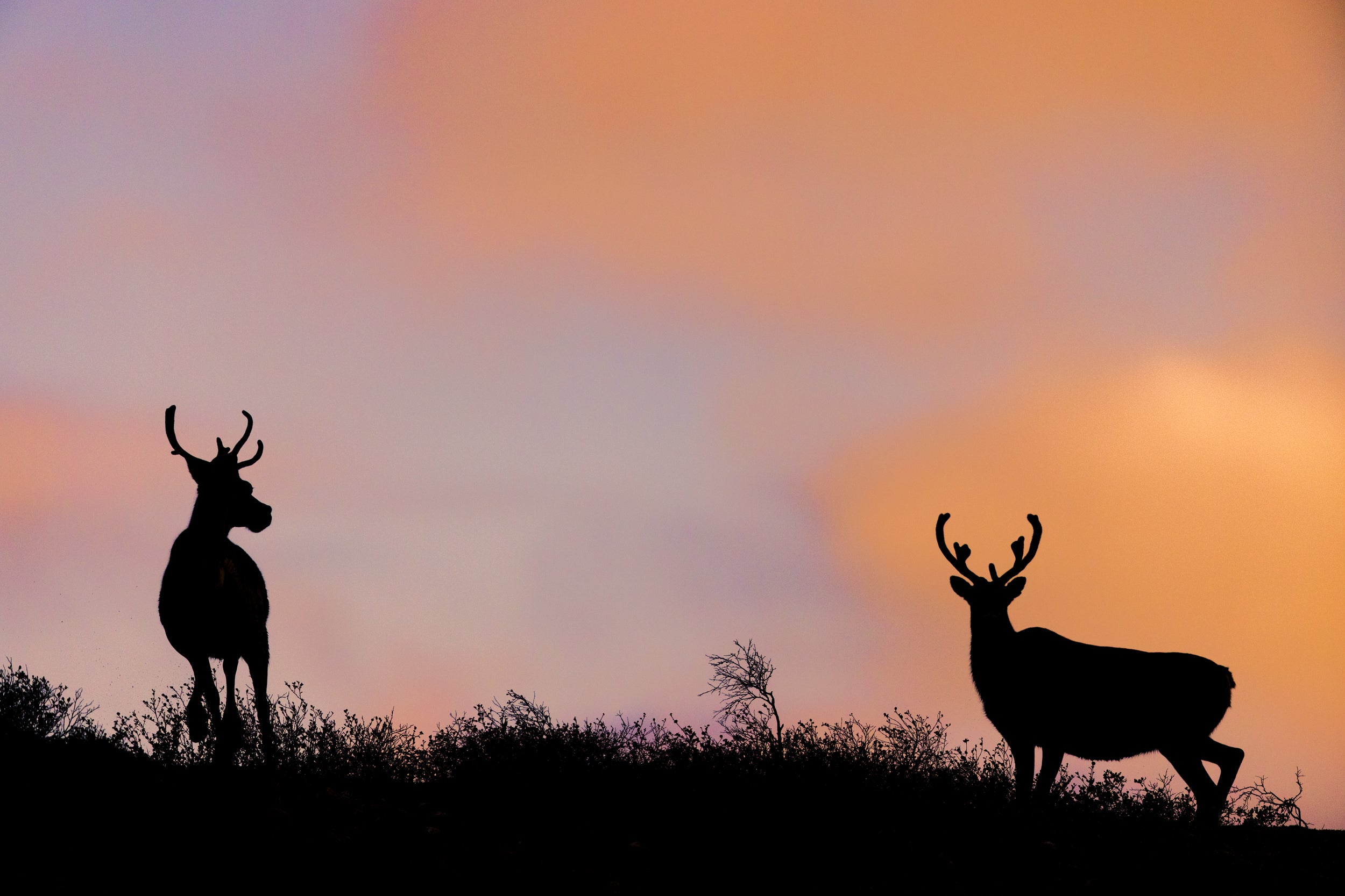 Migratory Caribou - Fall 005