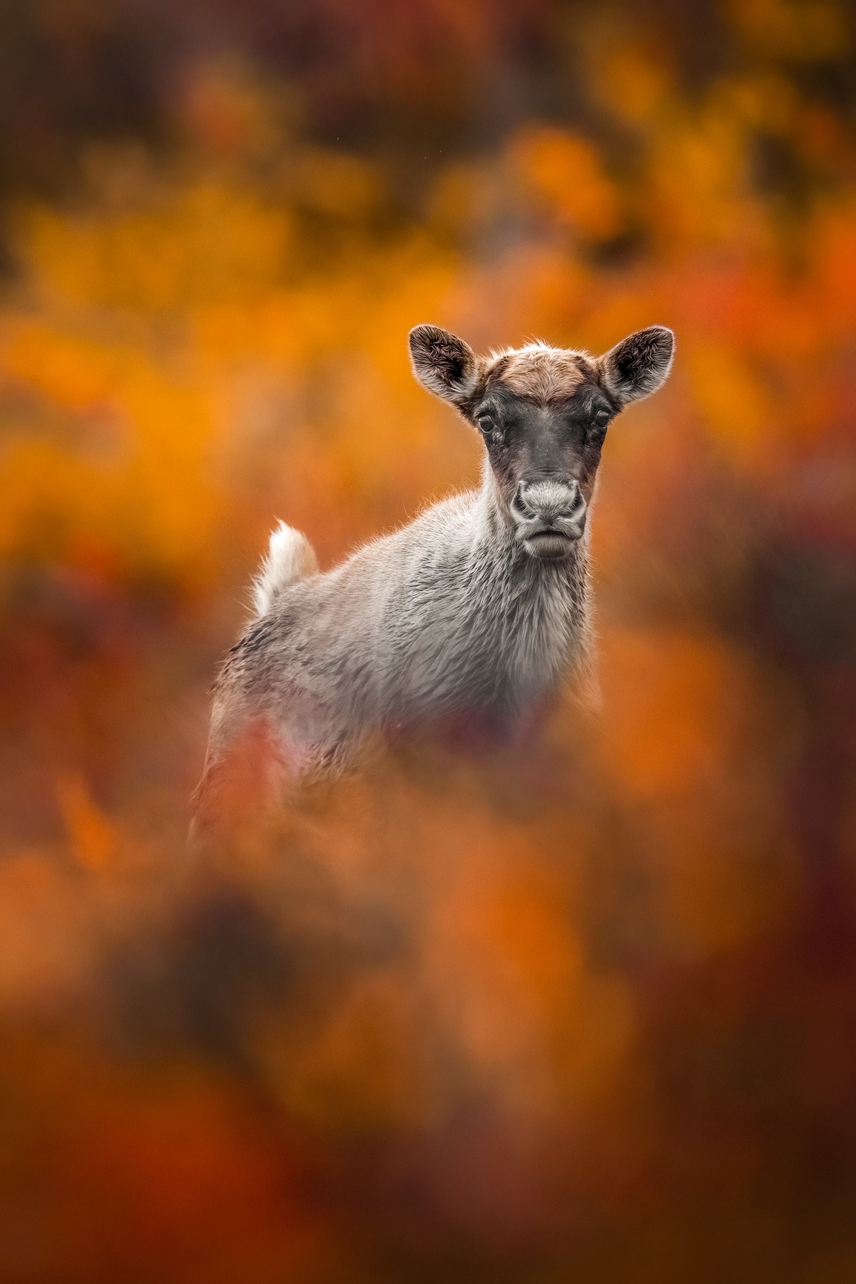 Migratory Caribou - Fall 007