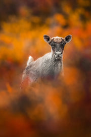 Migratory Caribou - Fall 007