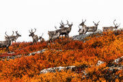 Migratory Caribou - Fall 008