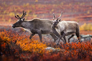 Migratory Caribou - Fall 014