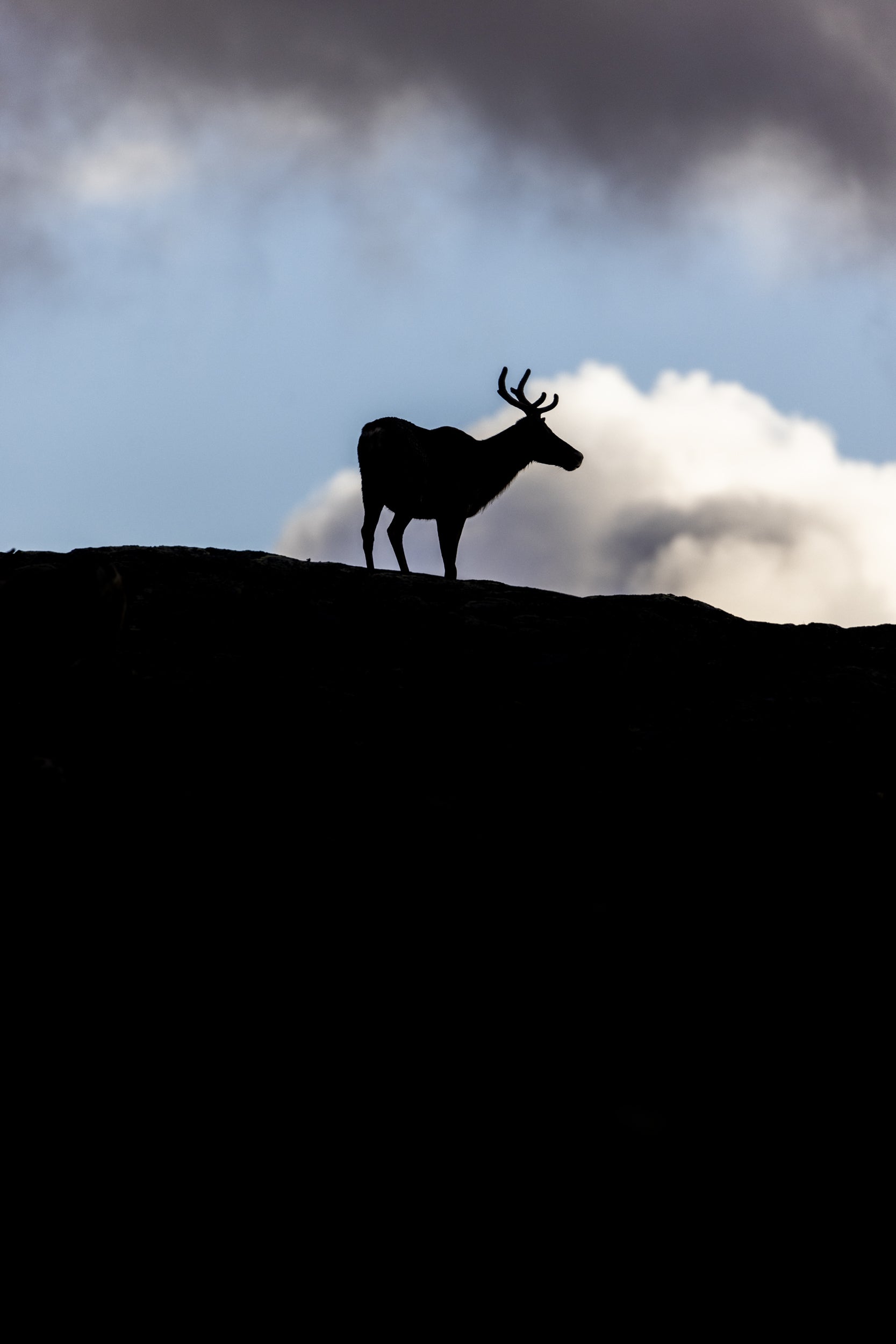 Migratory Caribou - Fall 015