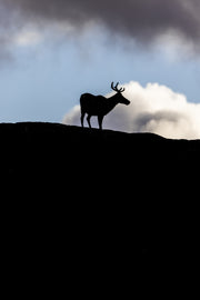 Migratory Caribou - Fall 015